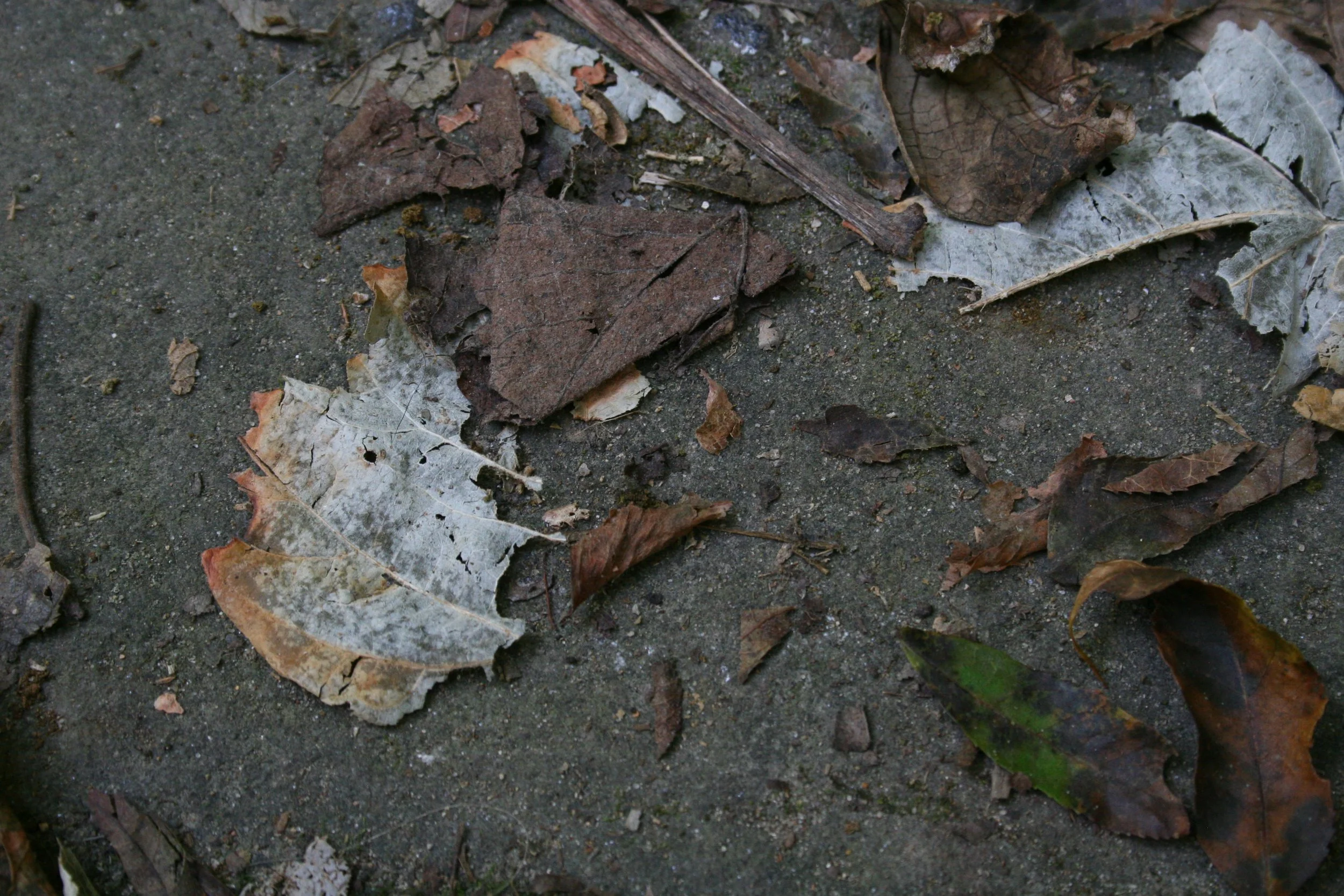 IMG_7535.JPG