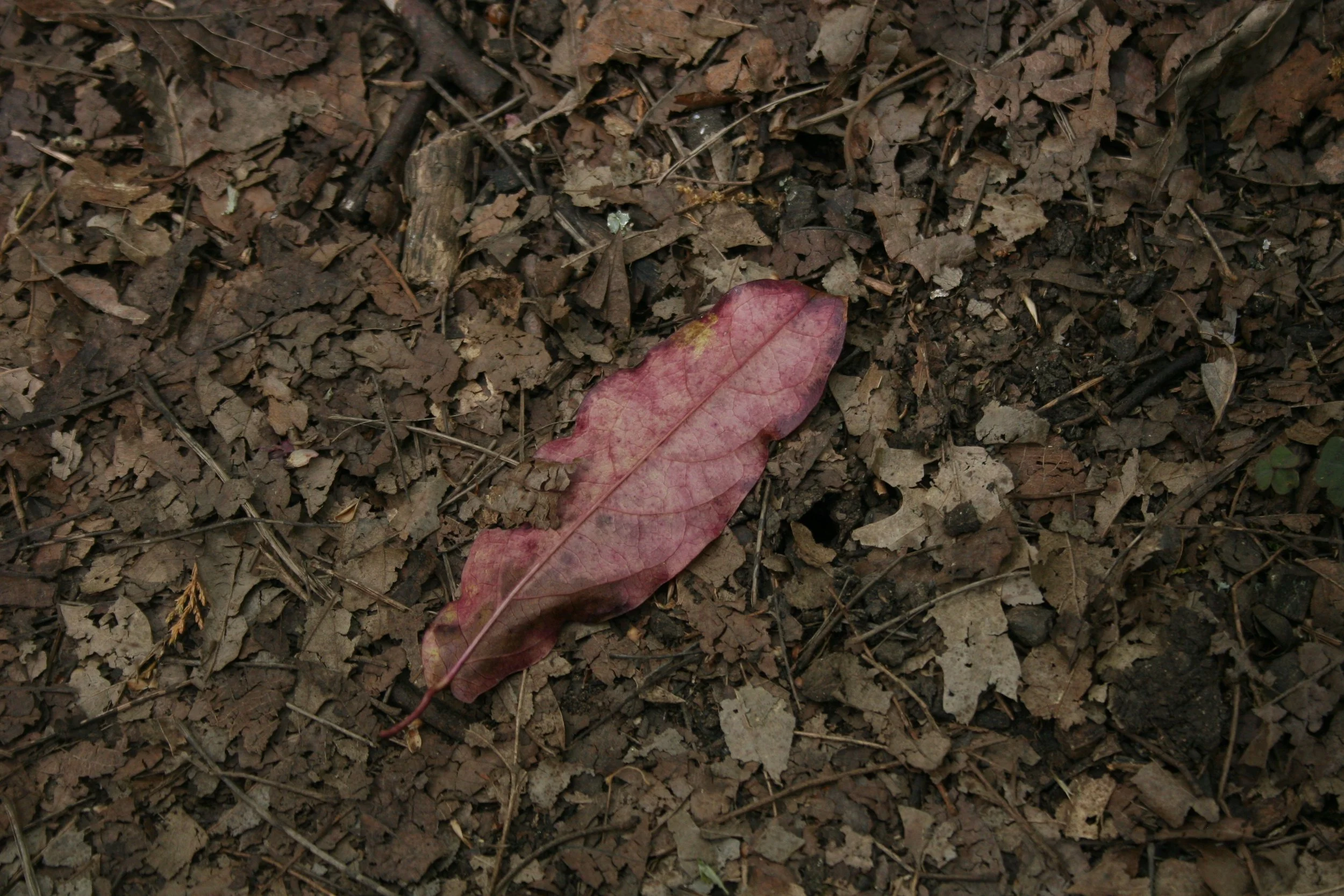 IMG_8099.JPG