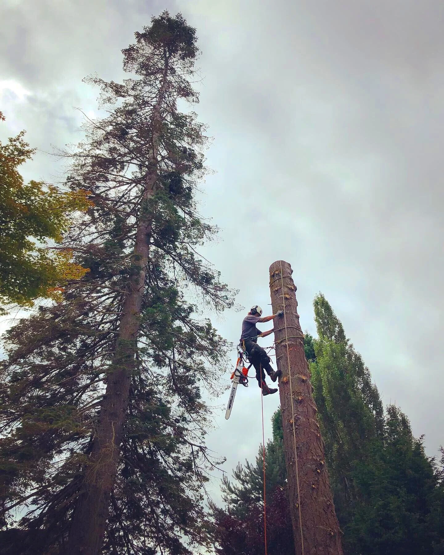 Bellingham Tree Service Wonder Tree Care