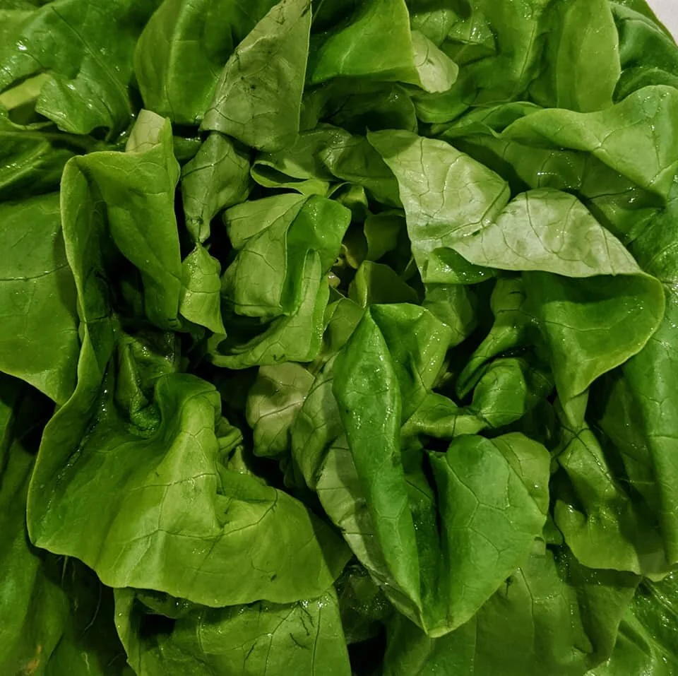 Gratitude Practice 2020 Day 30: Butter Lettuce 