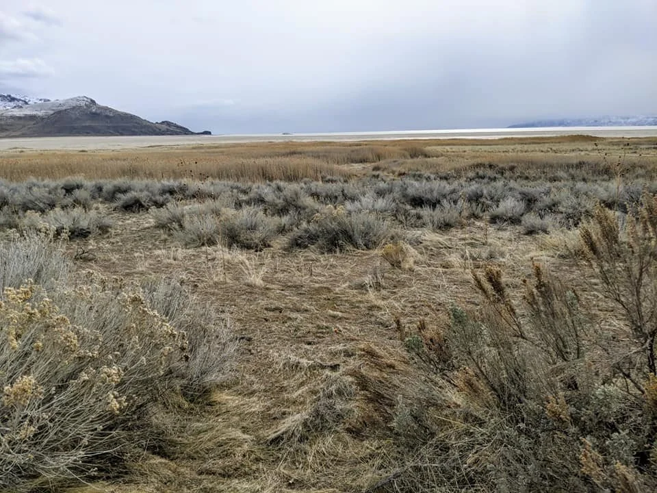 Gratitude Practice 2020 Day 58: Antelope Island 