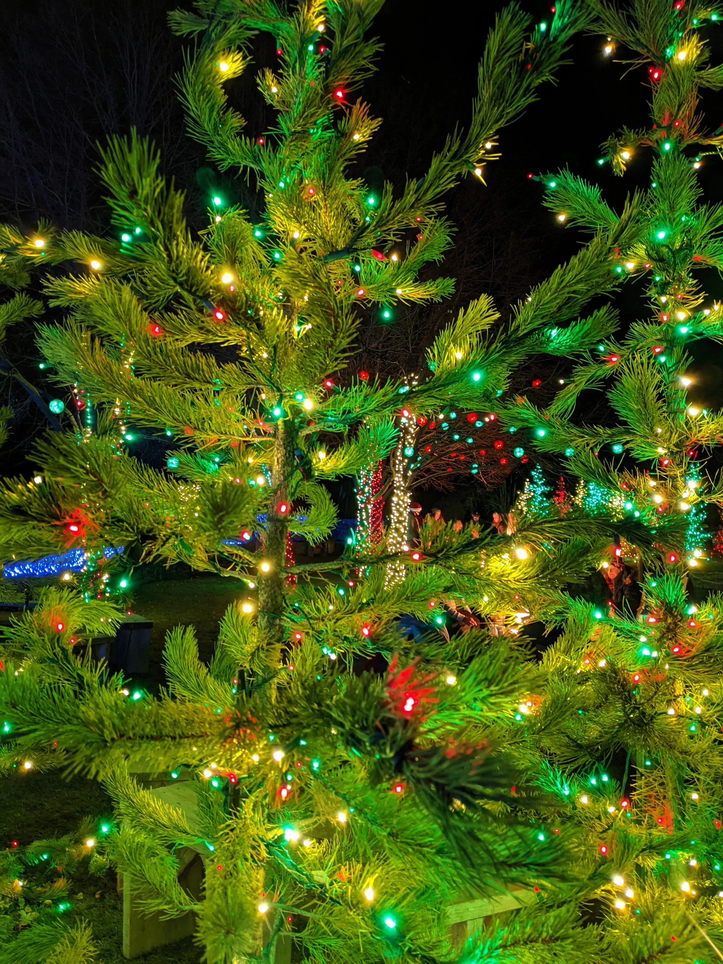 Gratitude Practice 2020 Day 319: Lights that twinkle
