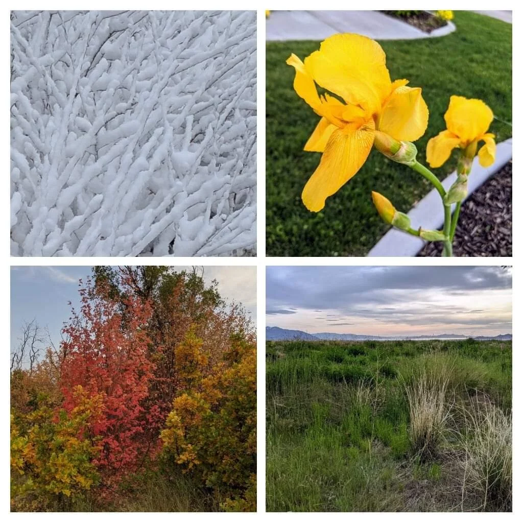 Gratitude Practice 2020 Day 288: Seasons