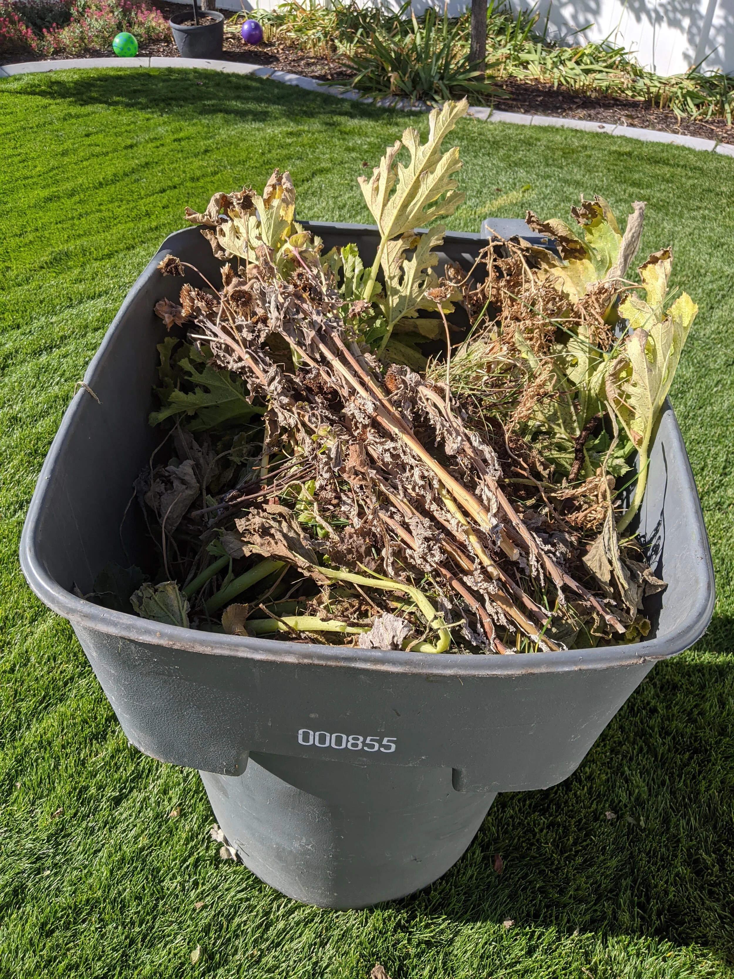 Gratitude Practice 2020 Day 205: Pruning the iris and peonies.