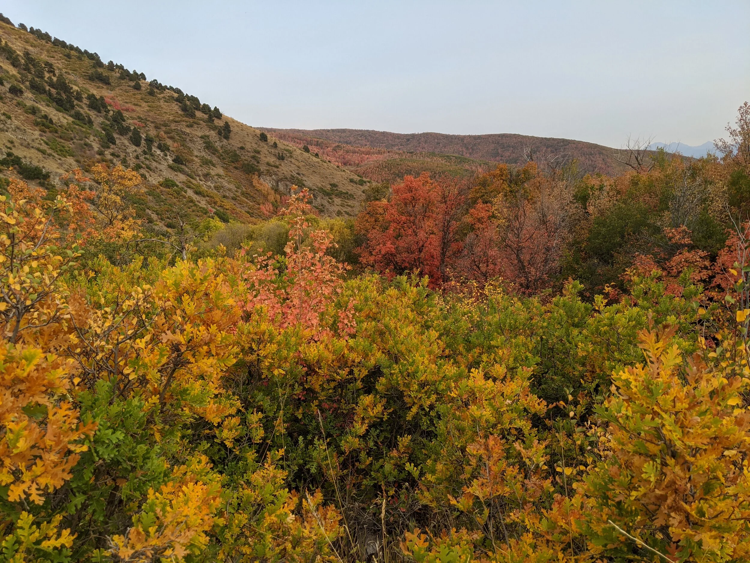 Gratitude Practice 2020 Day 258: Alpine Loop and the most vibrant fall of my memory