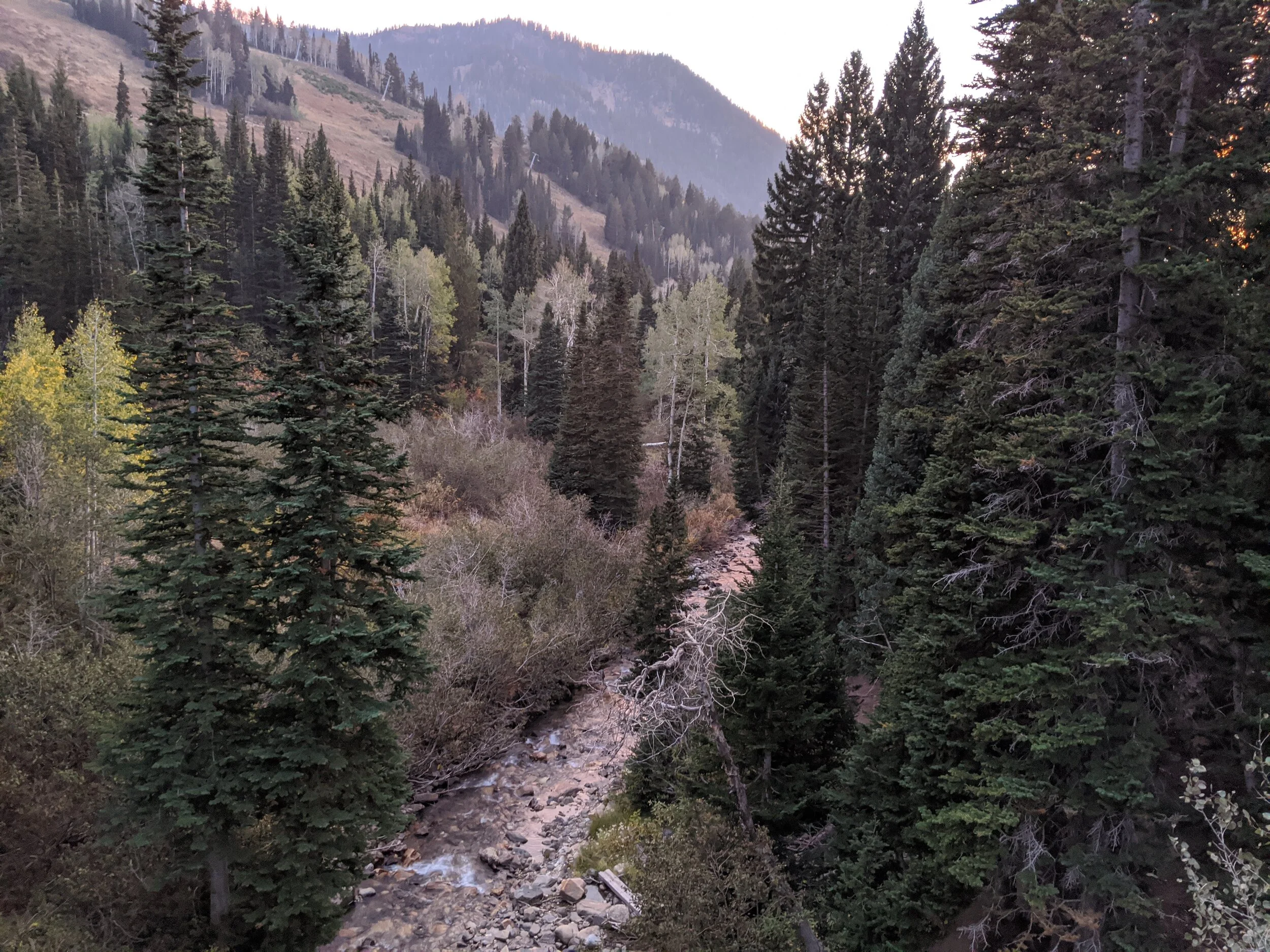Gratitude Practice 2020 Day 242: A Summer Ski Lift Over Autumn Leaves