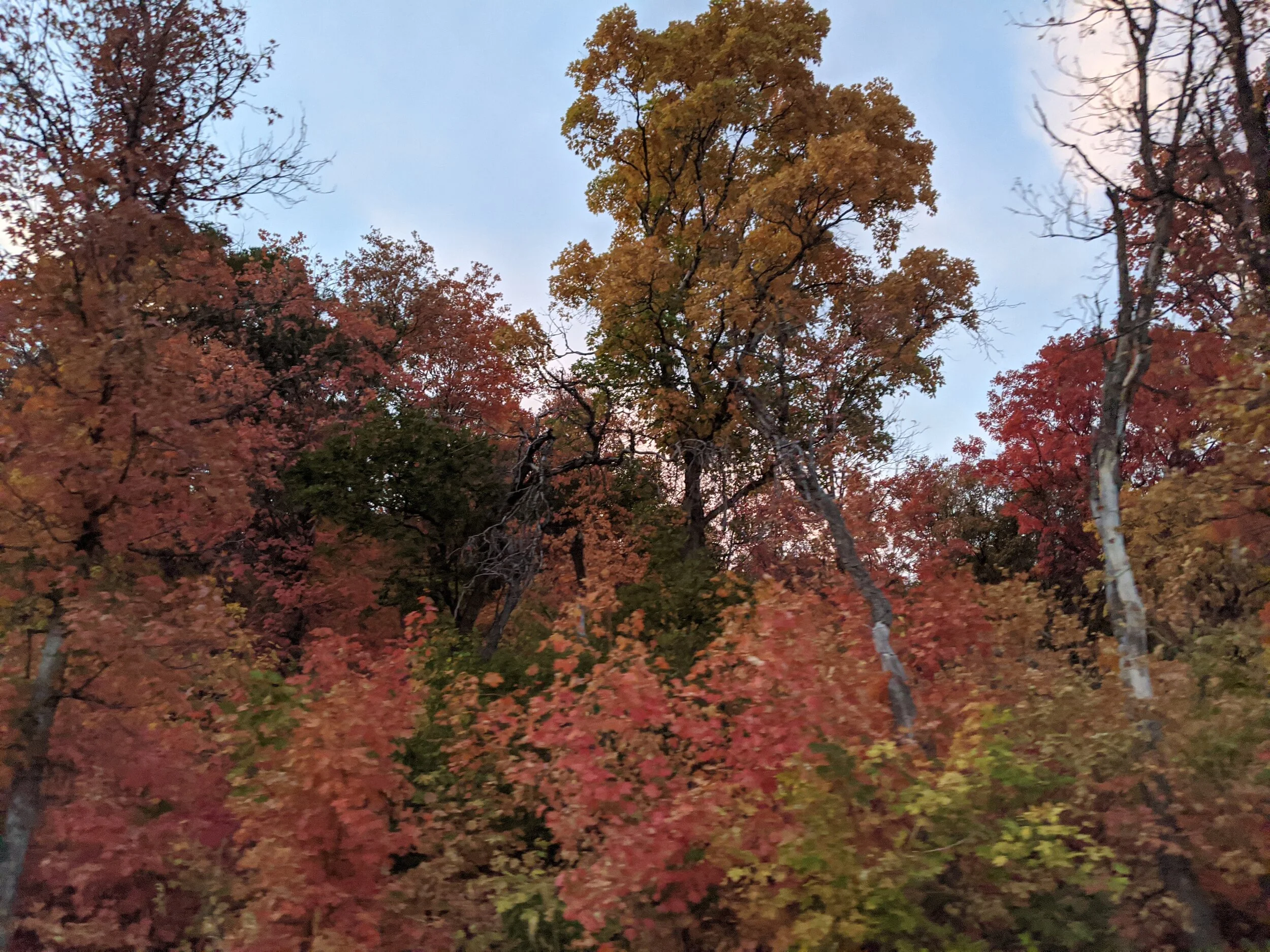 Gratitude Practice 2020 Day 256: Fall Leaves…at last….