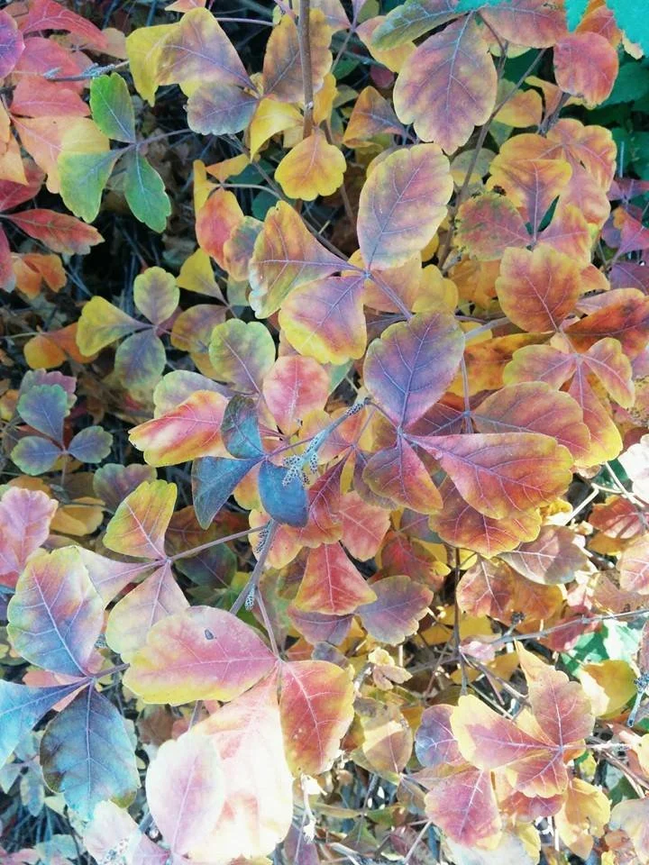 Gratitude Practice 2014 Nov 27…Yesterday