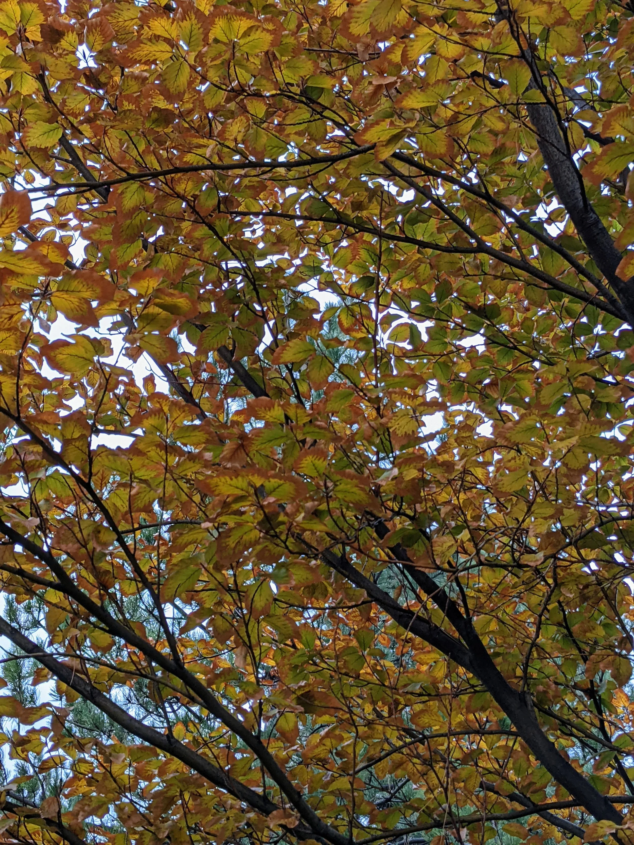 PXL_20211101_141859671.jpg