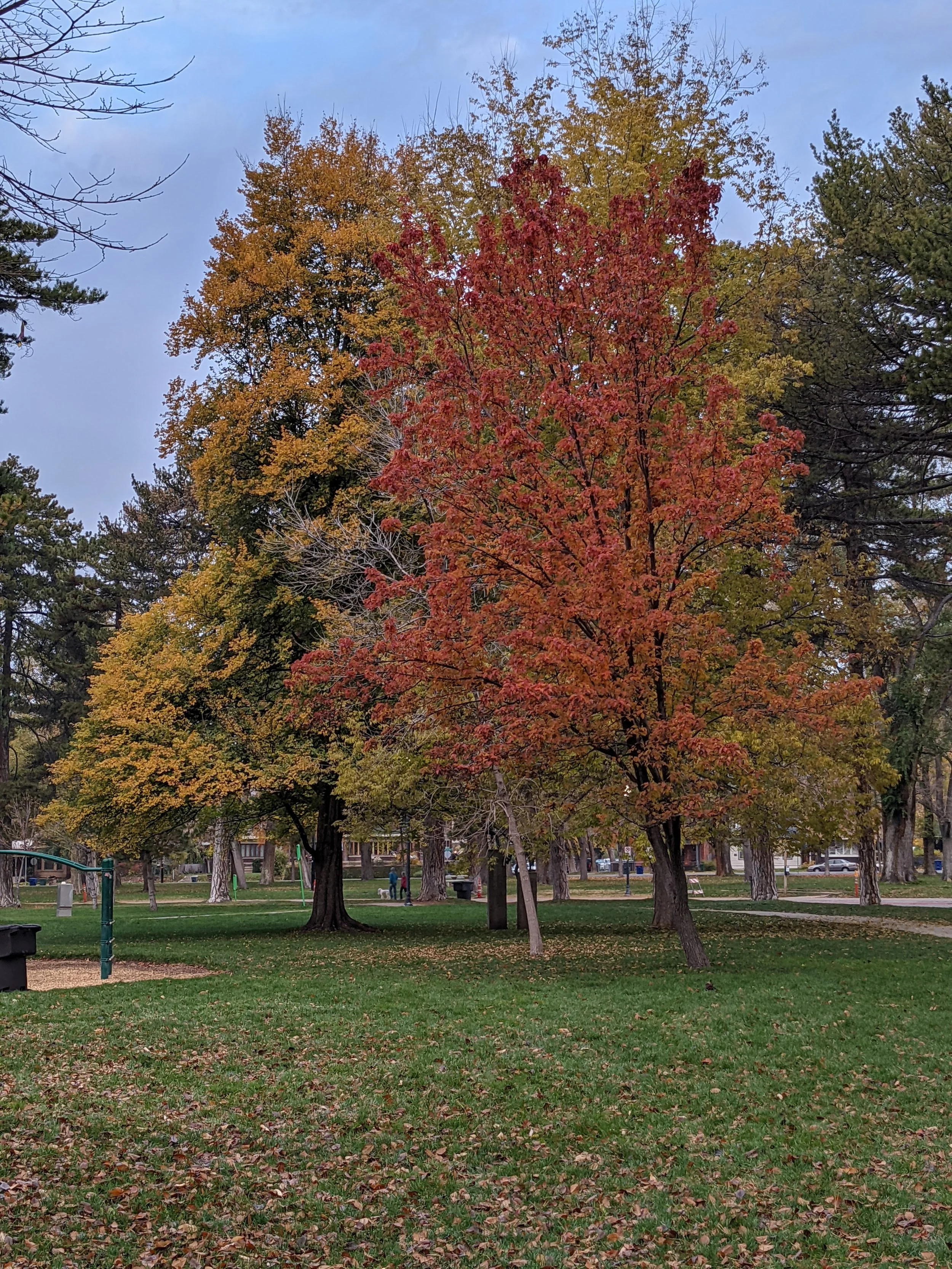 PXL_20211101_141938163.jpg