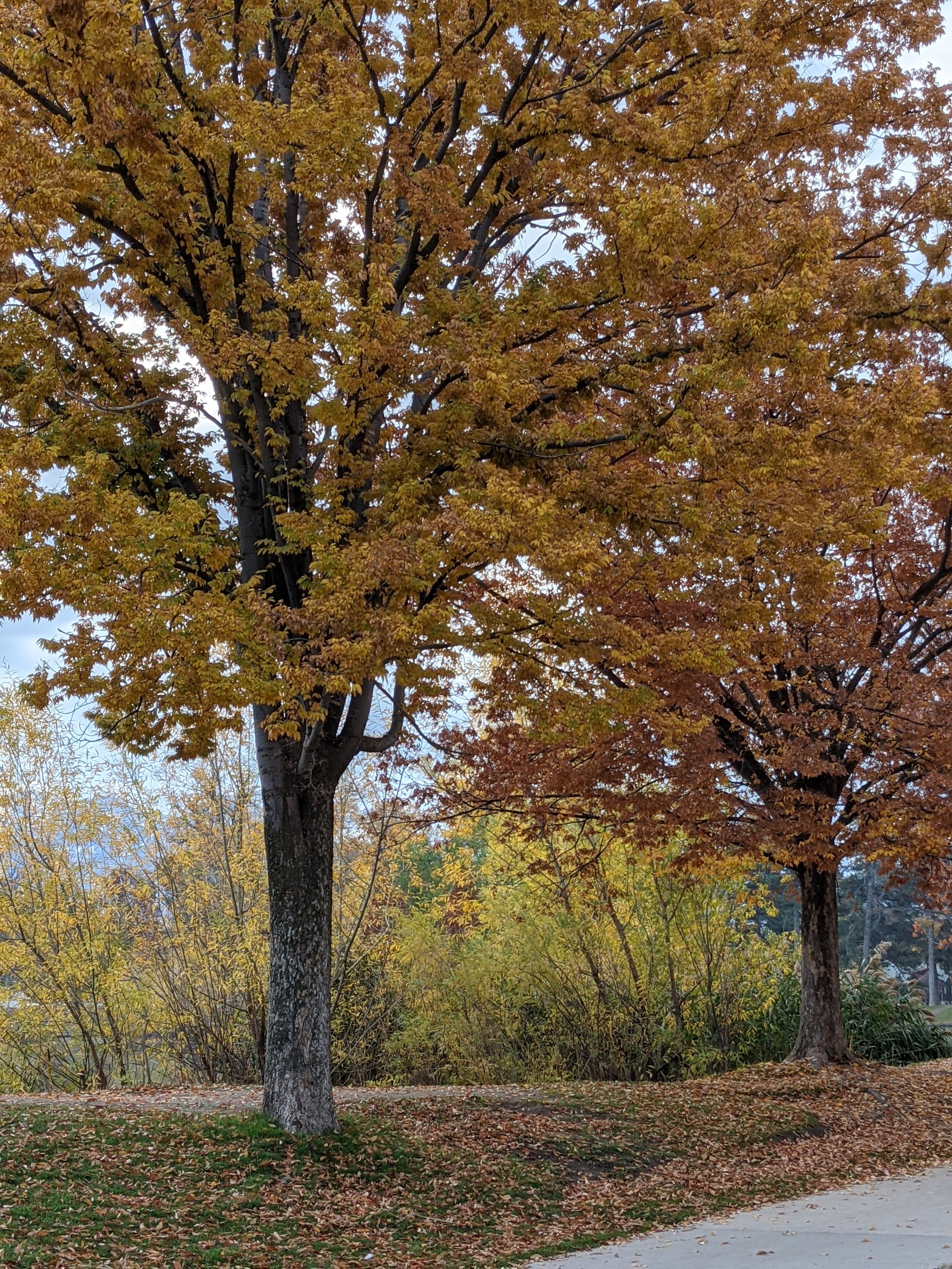 PXL_20211101_143119769.jpg