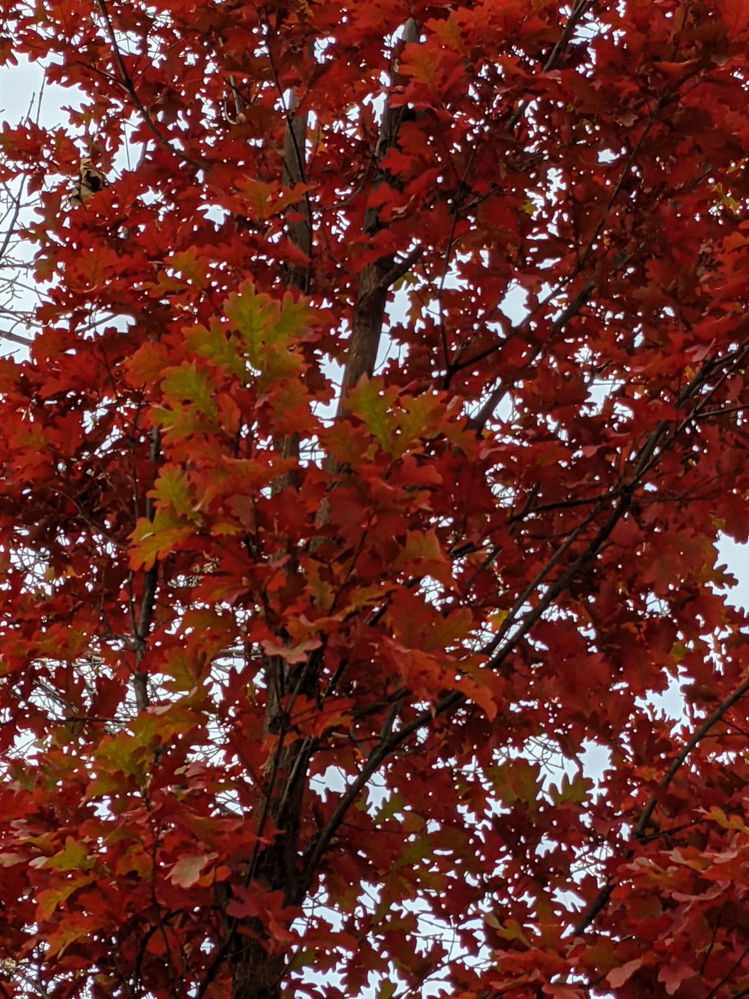PXL_20211101_143327728.jpg