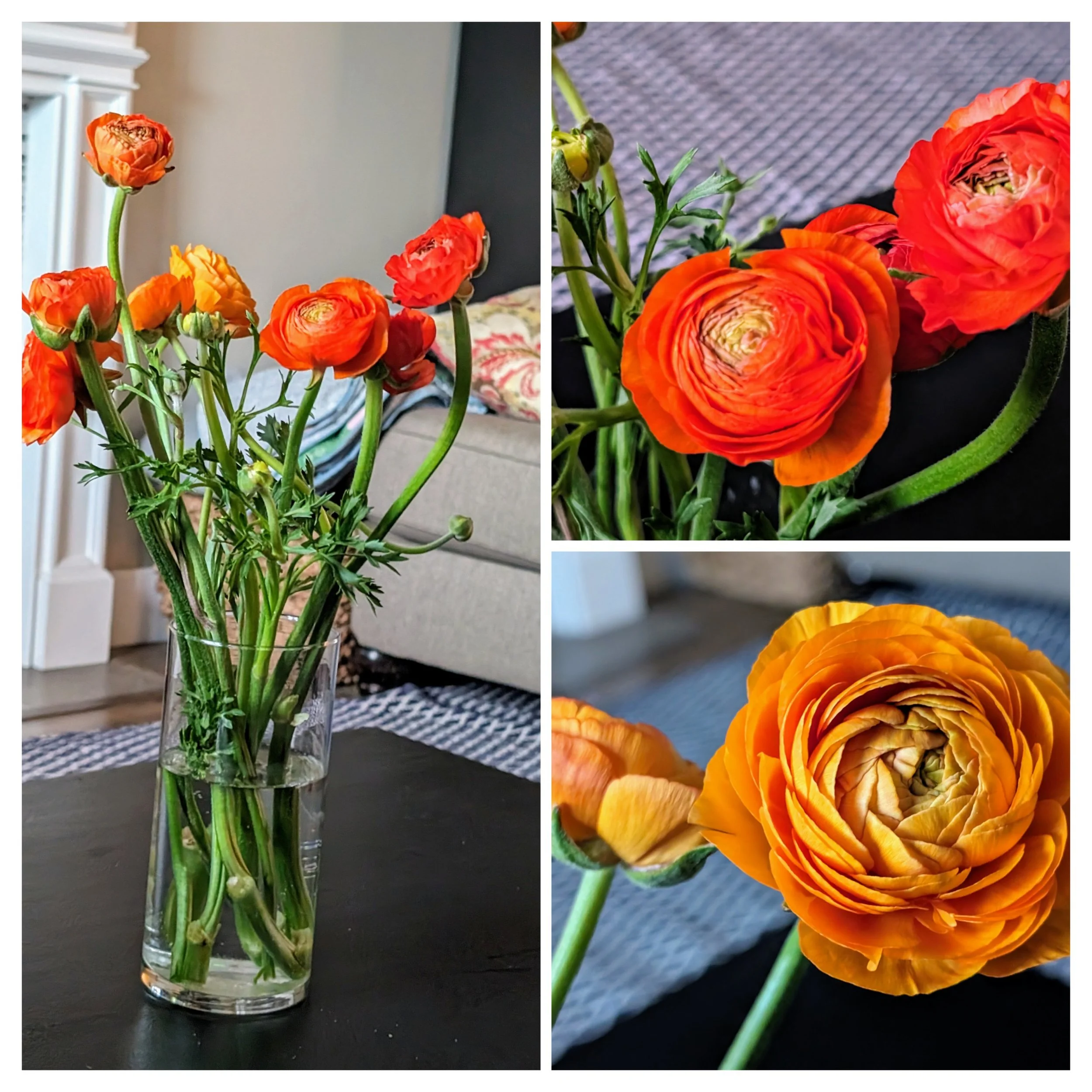 Gratitude Practice 2024 March 5: Red-Orange Ranunculus