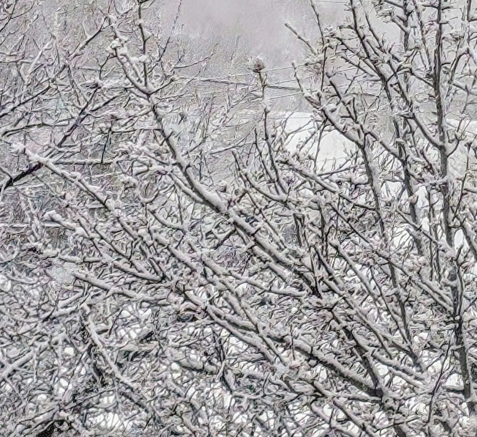 Gratitude Practice 2024 Feb 9: The Gentleness of Falling Snow.