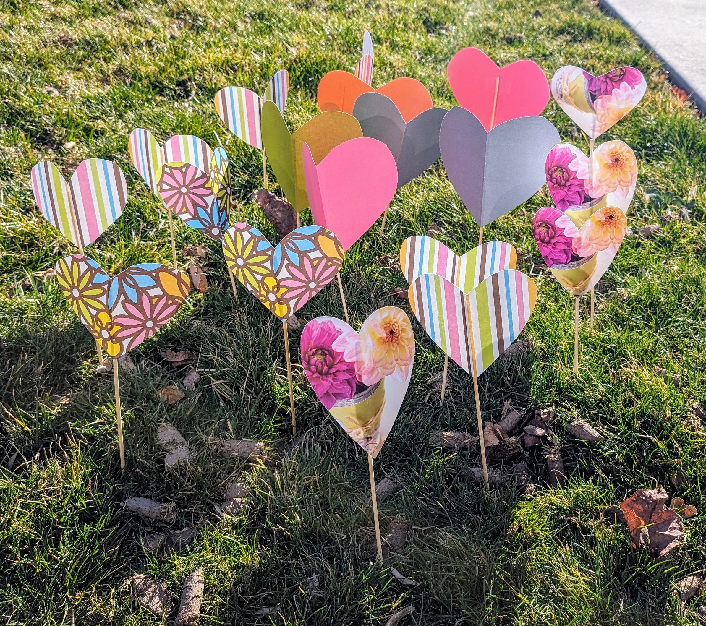Gratitude Practice 2024 March 15: Love Blooming Early In Our Front Yard. 