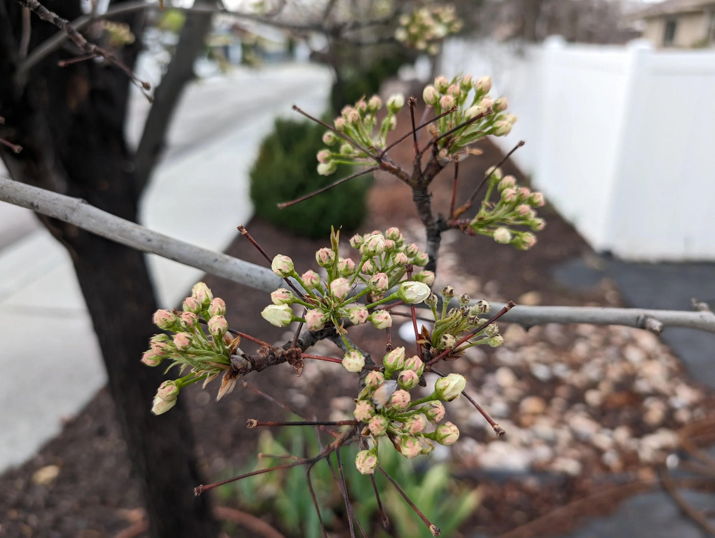 Gratitude Practice 2024 March 20: Hope…in Tree Form.