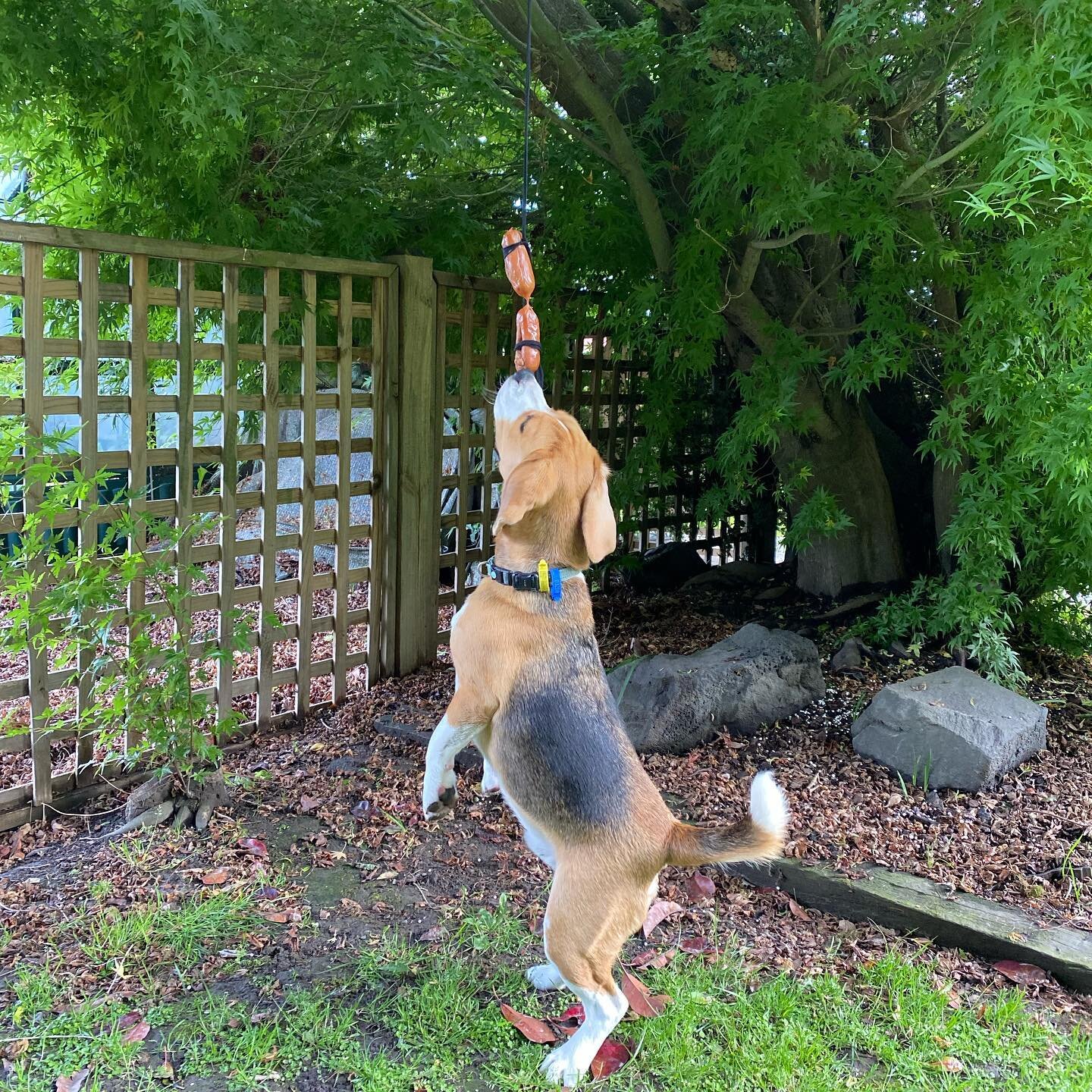 The sausage tree
