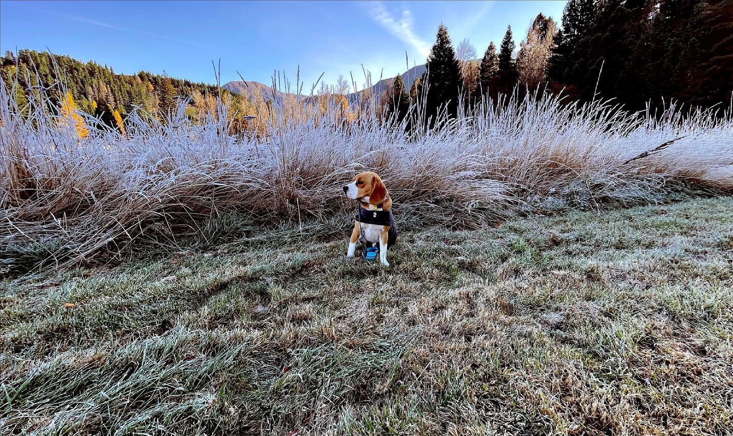 Toby at Hanmer Springs, Squirrel Lake