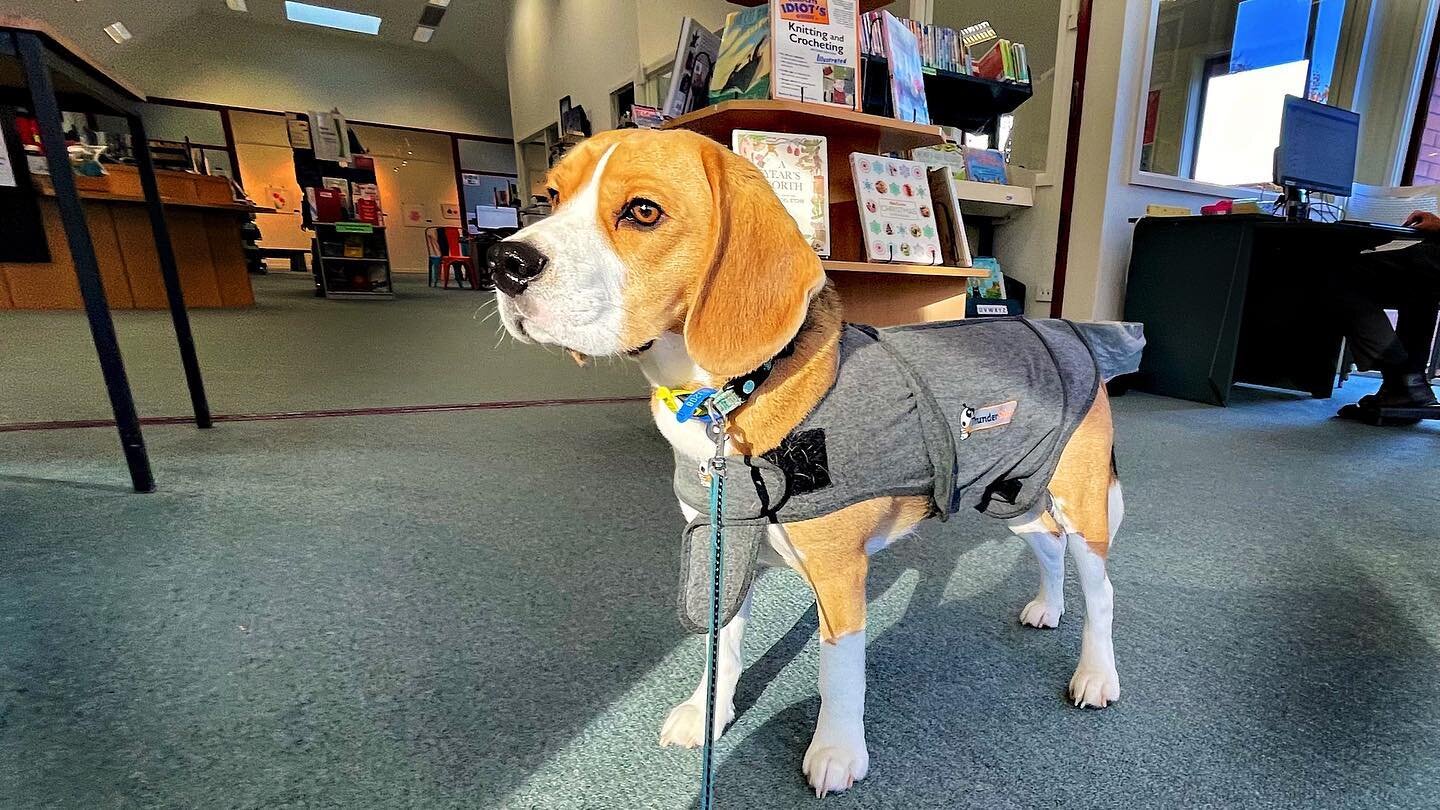 Toby visiting Hanmer Springs Community Library &amp; Service Centre, one of the few Public Library&rdquo;s I imagine that encourage dogs in. &mdash; with Sarah Lawson at Hanmer Springs Community Library.