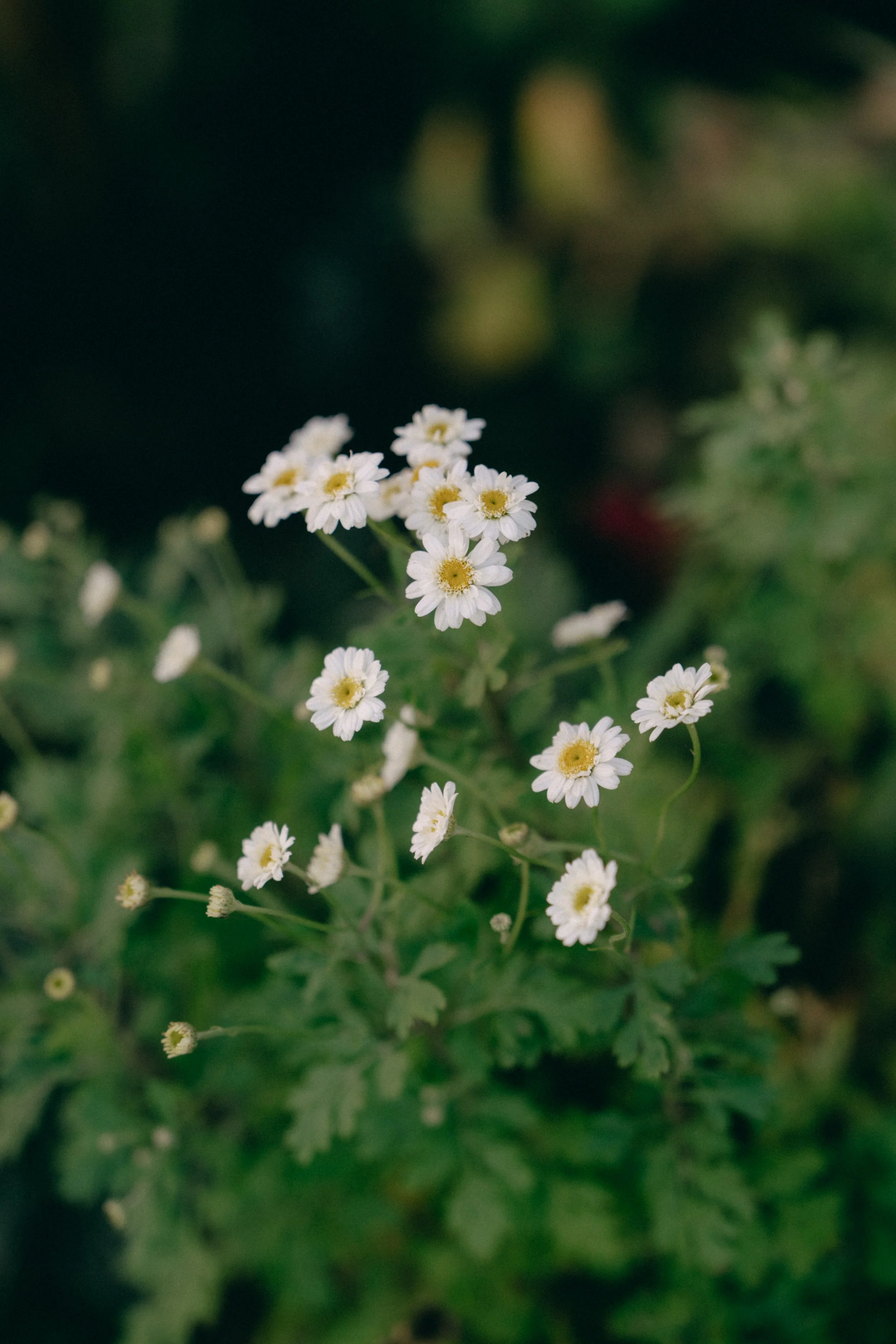 Guardswell Farm Wedding Digital and Film Photography 34.jpg