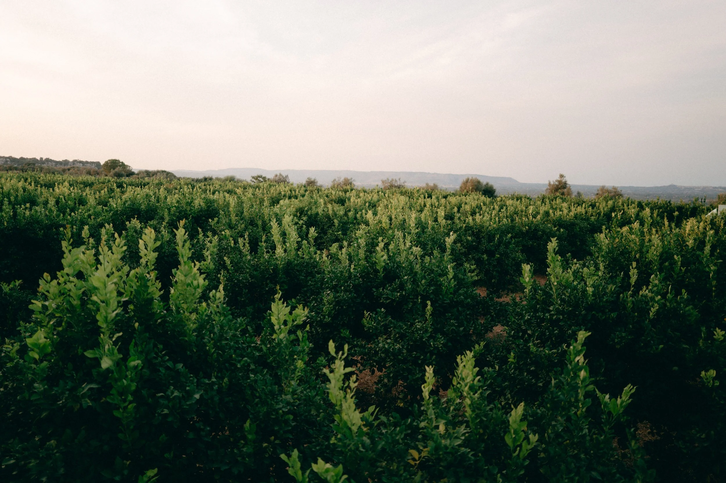 Noto Sicily Wedding 62.jpg