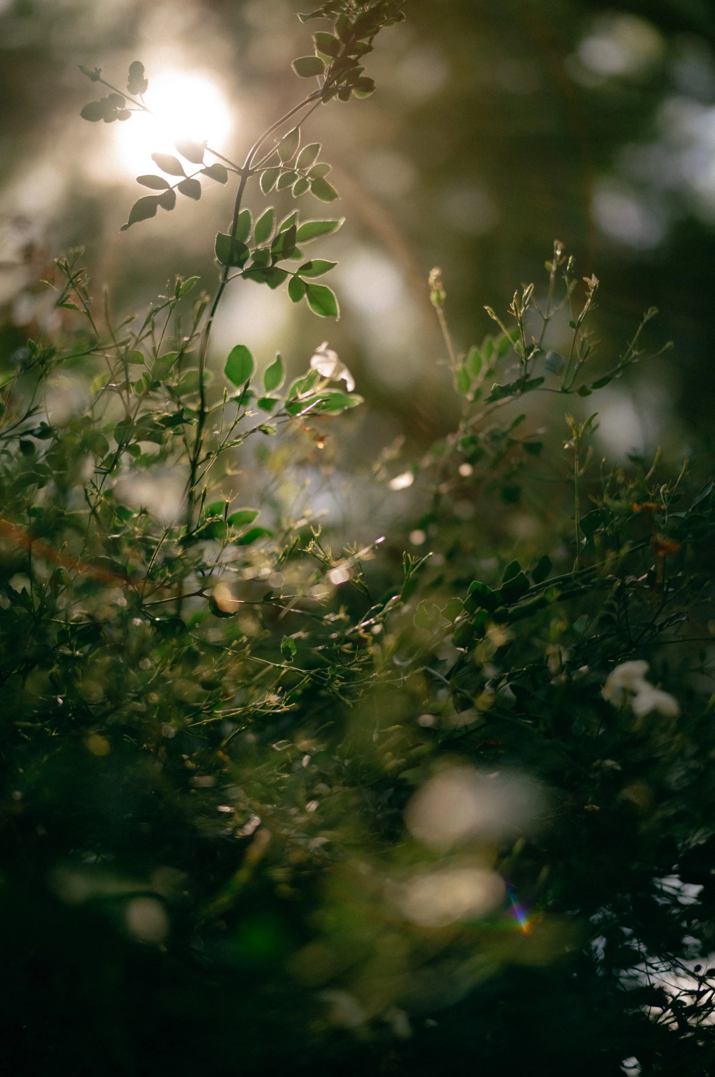 Commenda di San Calogero Sicily Wedding Photography on Digital & Film 2.jpg
