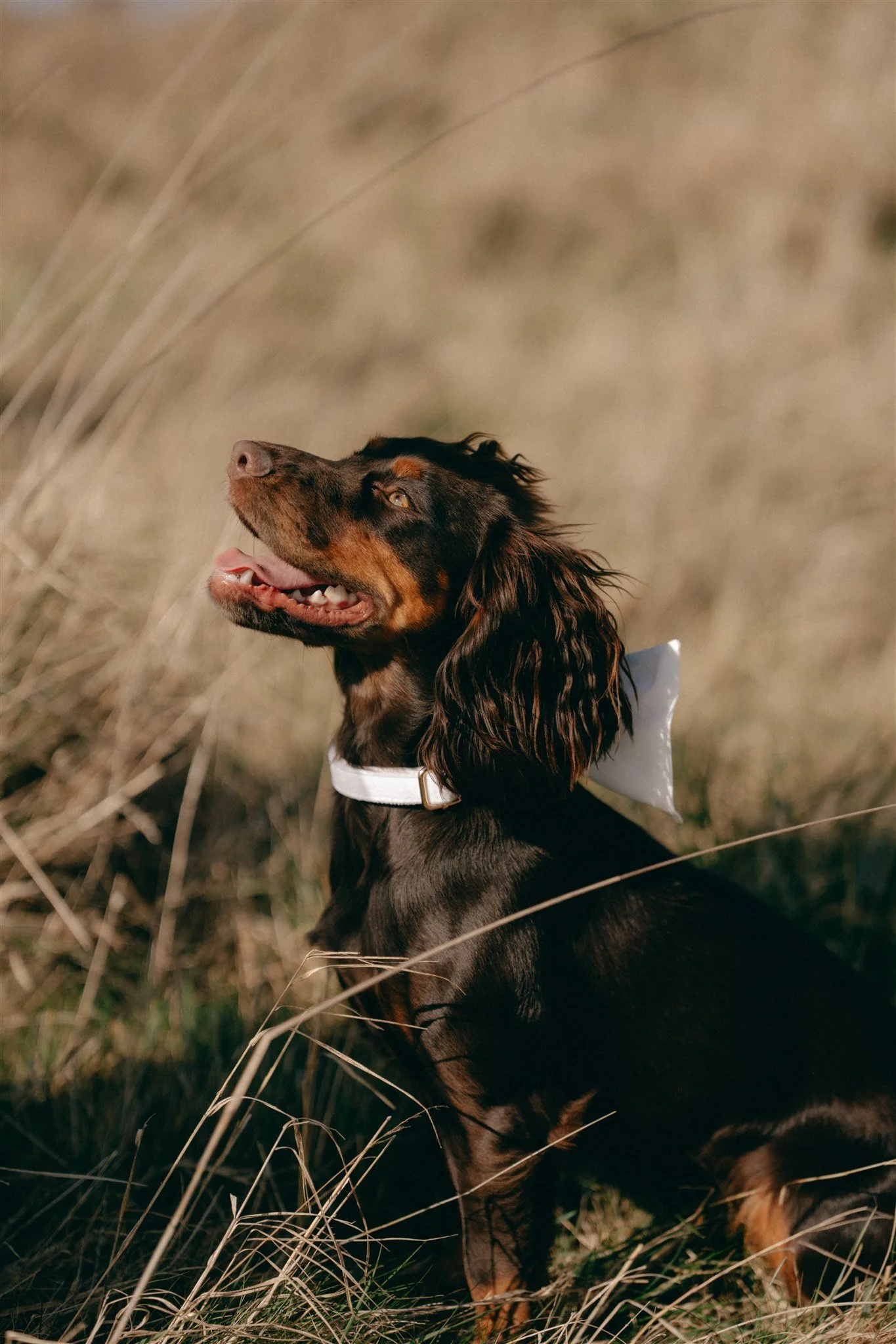Kinkell Byre Wedding Photography 78.jpg