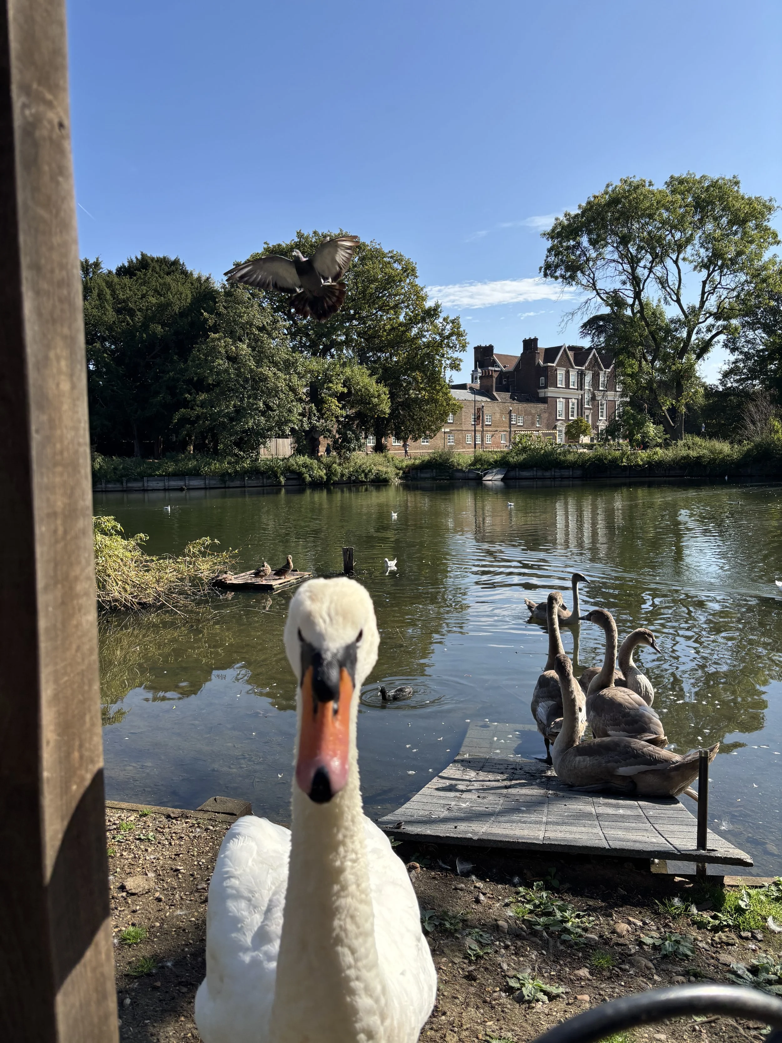 Boston Manor ‘Cygnet-Ure’ brown. Photo: Marion Ball