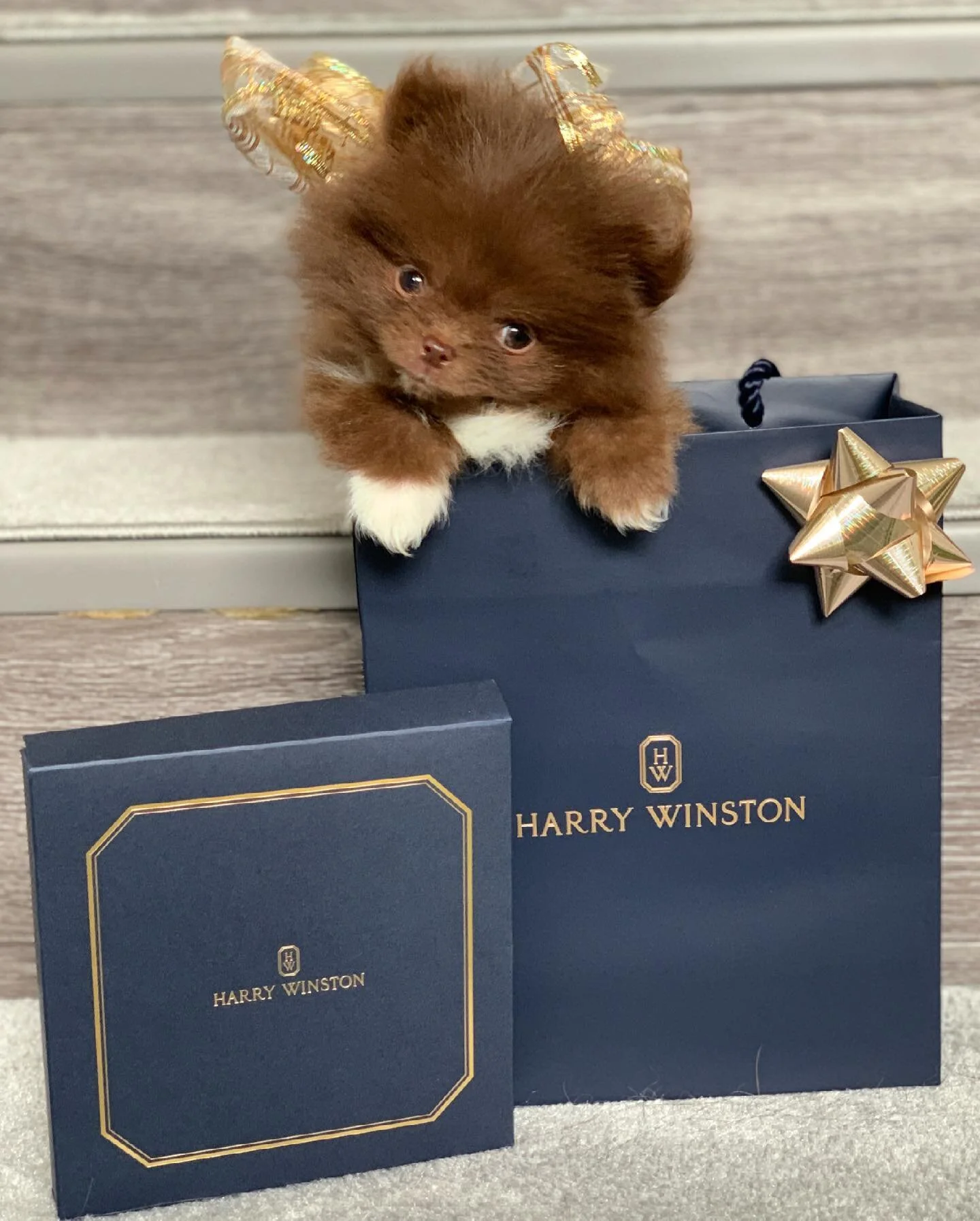 So.. life update: Earlier last week, @brenmitch and I had another baby boy @HarryWinstonthepompom 🐾🍼 Harry Winston is an 8 week old, 1.5lbs chocolate pomeranian 🐻 with a white tummy and white sock pawsies🧦😍! He is all fur, hardly any meat, and I