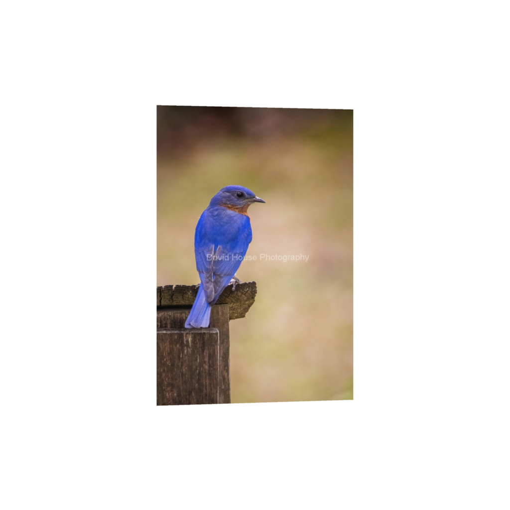 ptq_1_3_265_0_2648_3972_0_false_ffffff_0_0_a6bd83e03969496963bb13e2923e7cf5.png