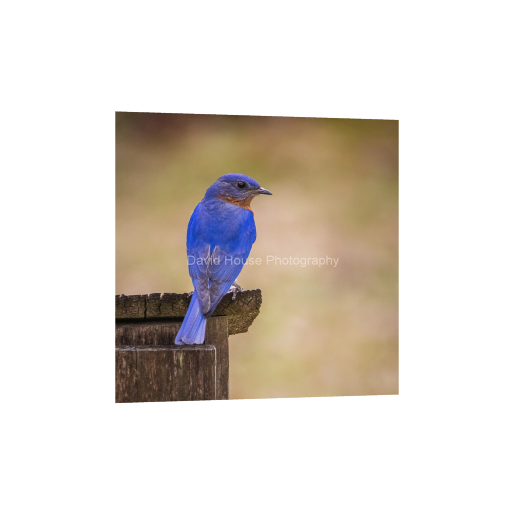 ptq_1_0_0_397_3178_3178_0_false_ffffff_0_0_a6bd83e03969496963bb13e2923e7cf5.png