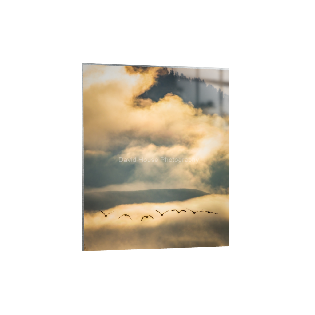 ptq_13_6_0_0_4371_5463_0_false_ffffff_0_0_a6bd83e03969496963bb13e2923e7cf5.png