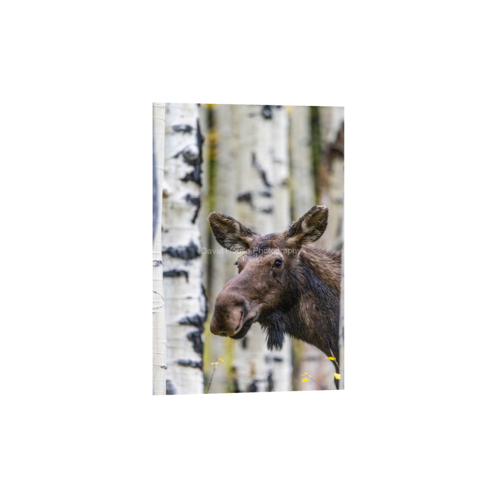 ptq_1_3_861_0_4258_6388_0_false_ffffff_0_0_a6bd83e03969496963bb13e2923e7cf5.png