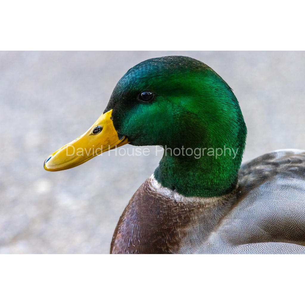 image_original_a6bd83e03969496963bb13e2923e7cf5.png