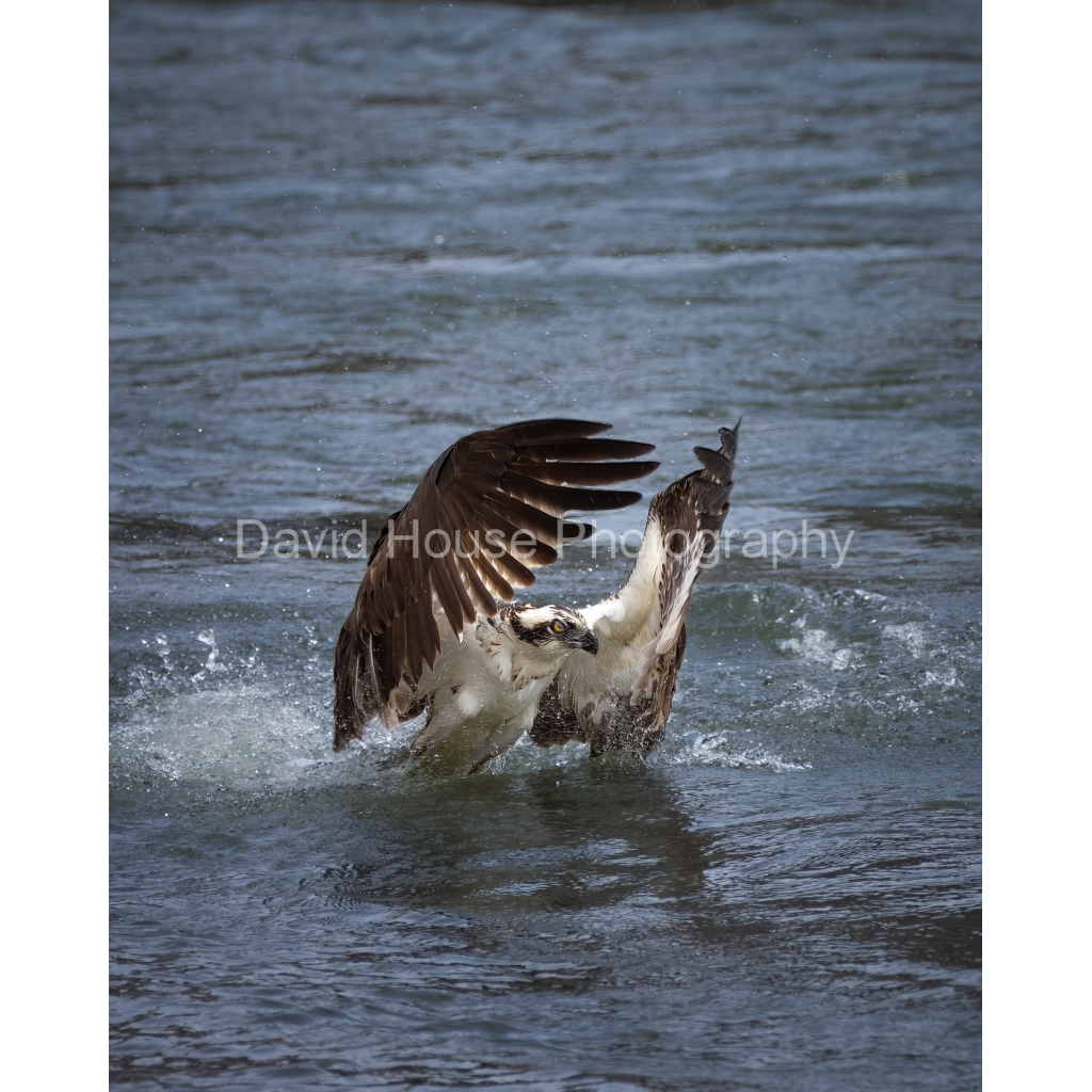 image_original_a6bd83e03969496963bb13e2923e7cf5.png