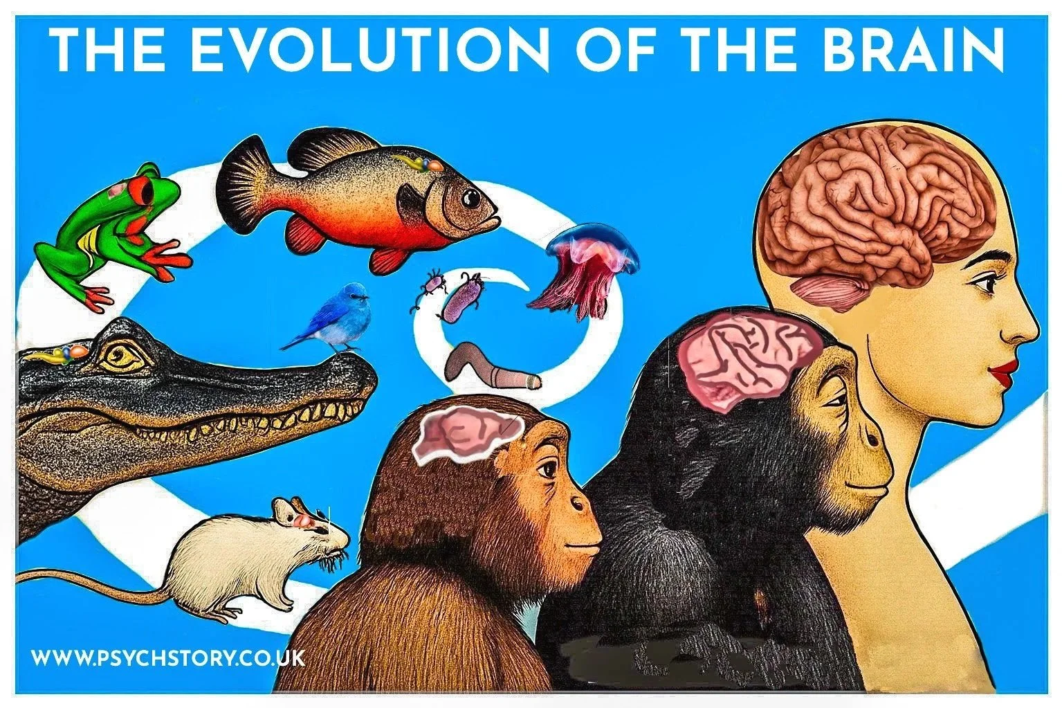 EARLY NERVOUS SYSTEMS: FROM NERVE NET TO NEOCORTEX
