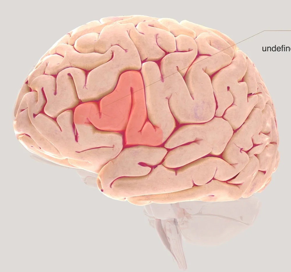 LOCALISATION OF FUNCTION IN THE CEREBRAL CORTEX — NEUROSCIENCE — PSYCHSTORY