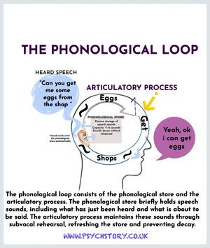 THE WORKING MODEL OF MEMORY — MEMORY | Enhance Memory Skills Today ...