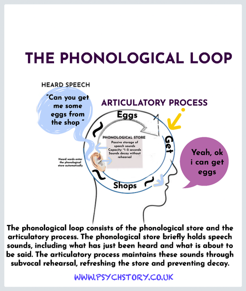 THE WORKING MODEL OF MEMORY — MEMORY | Enhance Memory Skills Today ...