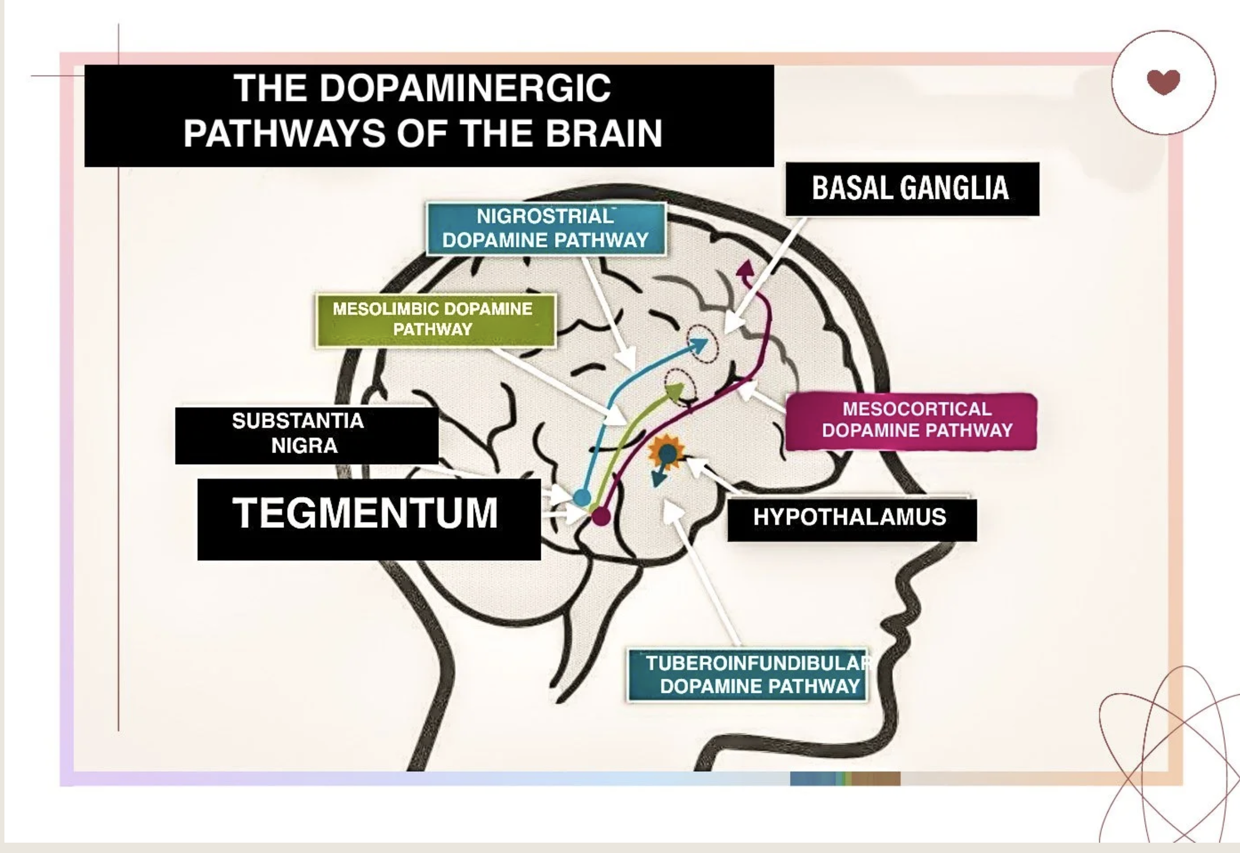 DOPAMINE PATHWAYS IN THE BRAIN
