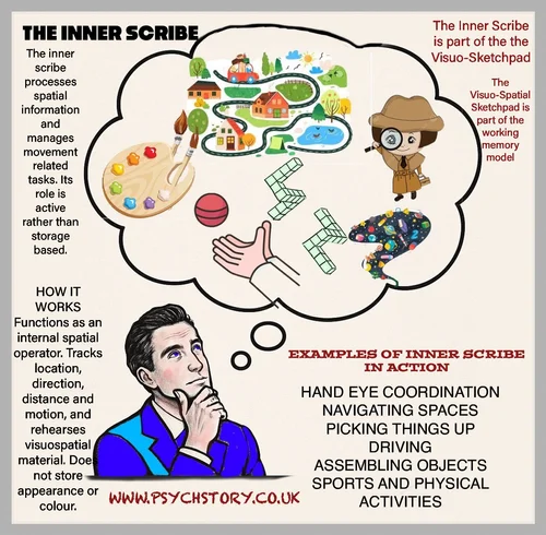 THE WORKING MODEL OF MEMORY — MEMORY | Enhance Memory Skills Today ...