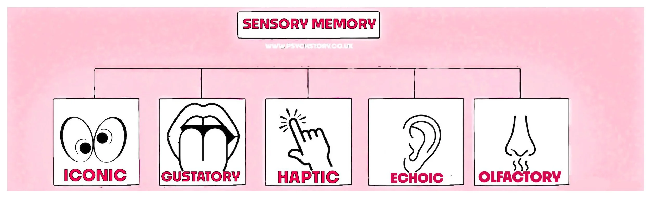 THE SENSORY REGISTER, SHORT-TERM MEMORY AND LONG TERM MEMORY — MEMORY ...
