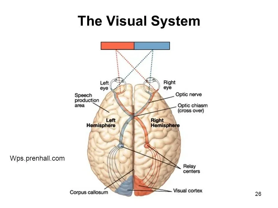THE VISUAL SYSTEM