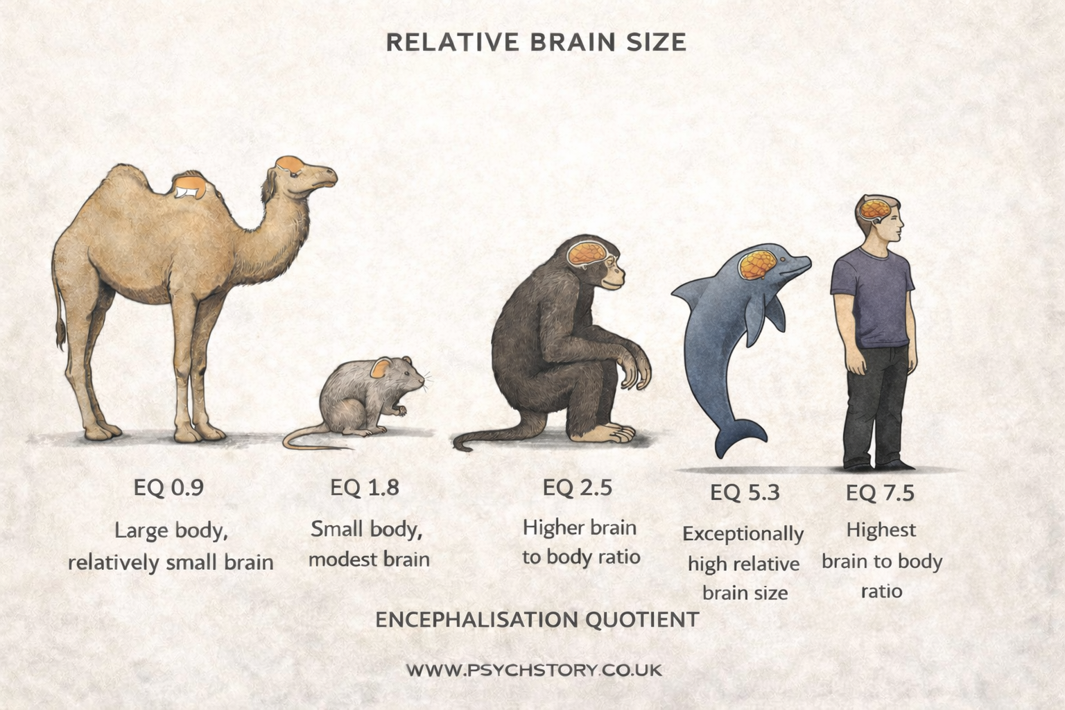 ENCEPHALISATION QUOTIENT