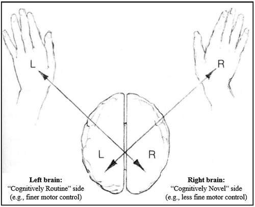 HEMISPHERIC BRAIN LATERALISATION — NEUROSCIENCE | Discover Neuroscience ...