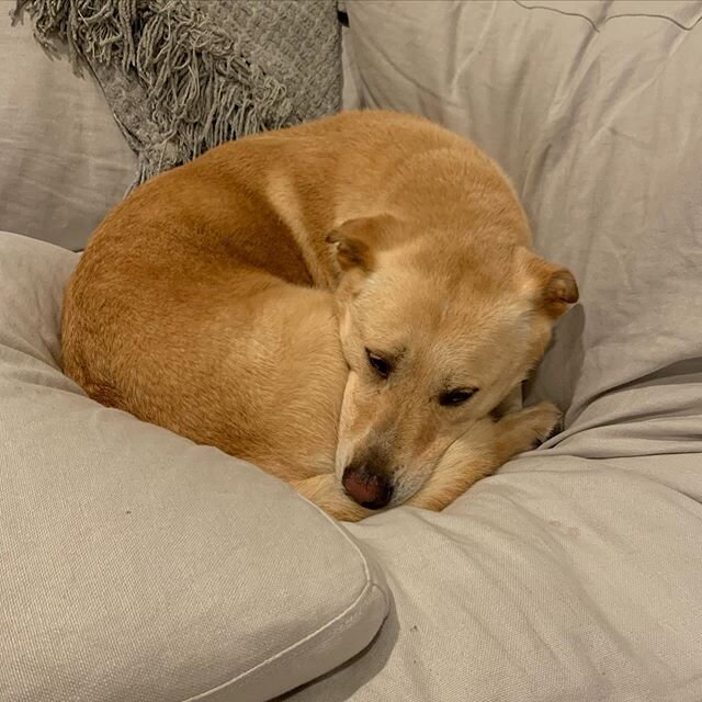 When it rains #walterthedog acts like everyone in his family has died. Though I don&rsquo;t think he would be this sad if I died. Also he is not allowed on this couch but how can you move this? #thunder #terrified
