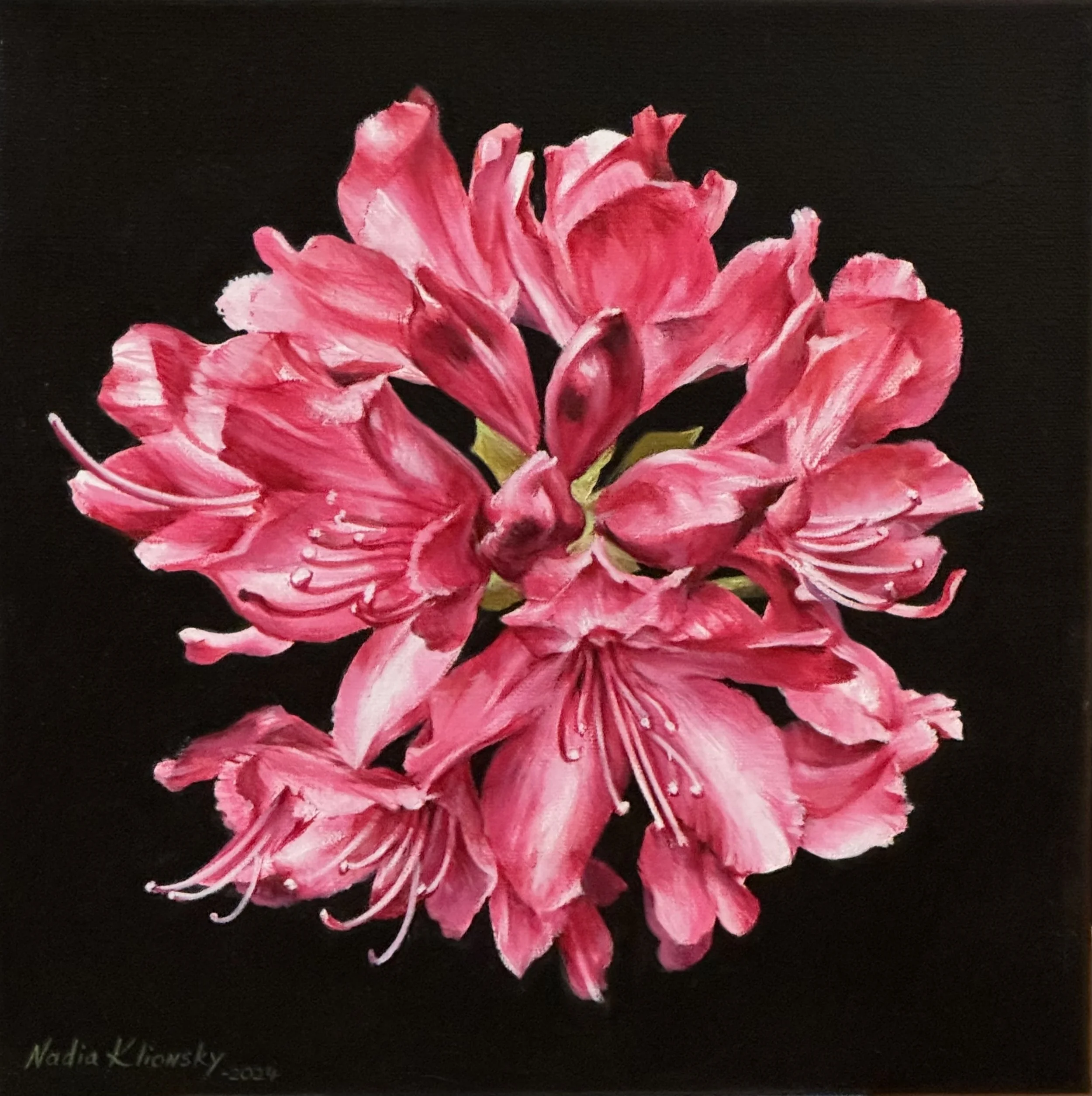   Bloom of Hope #1 , 12 x 12”, Oil on Canvas  