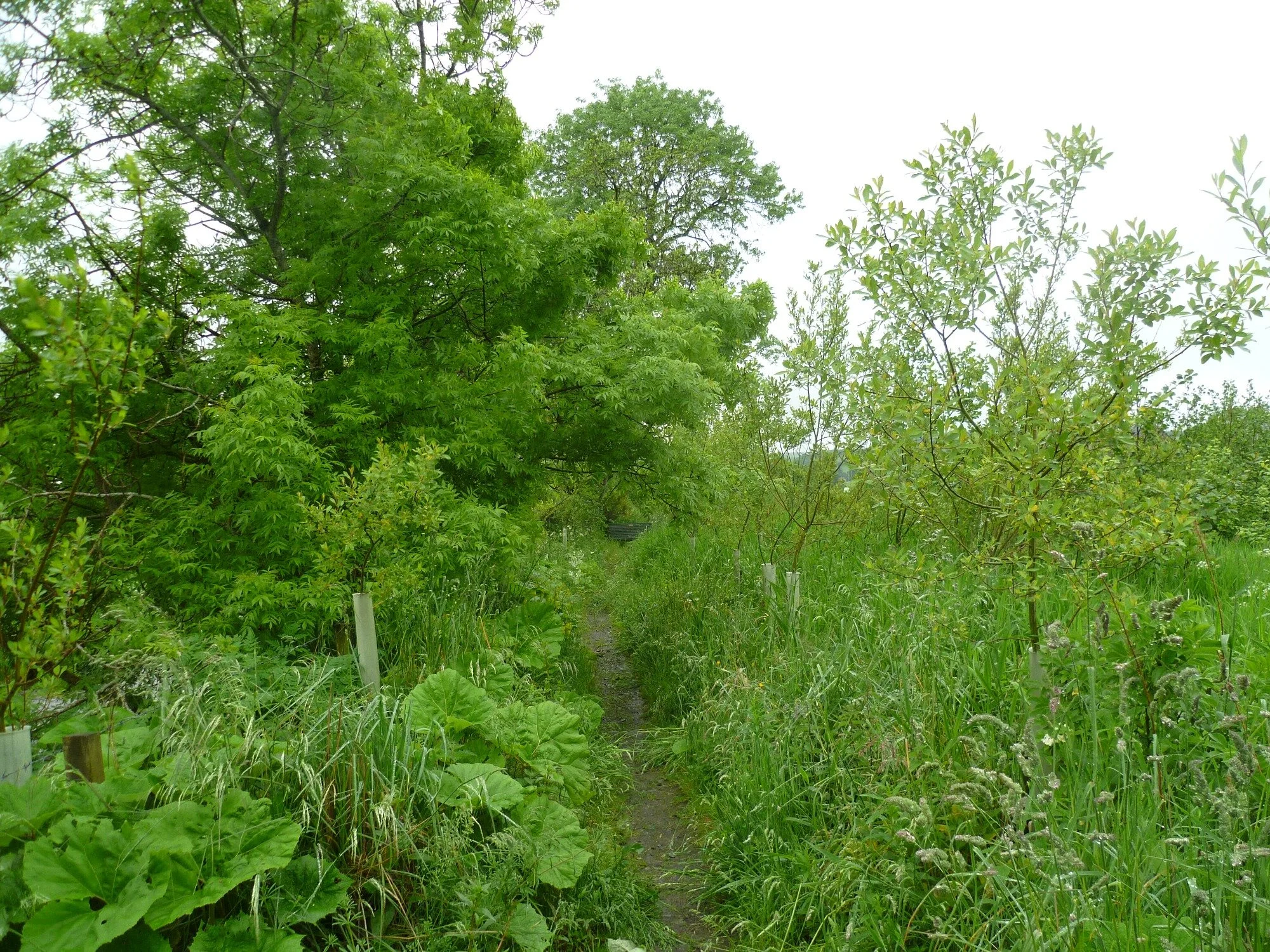 Forgue Kirk 20.06.2012 031.JPG