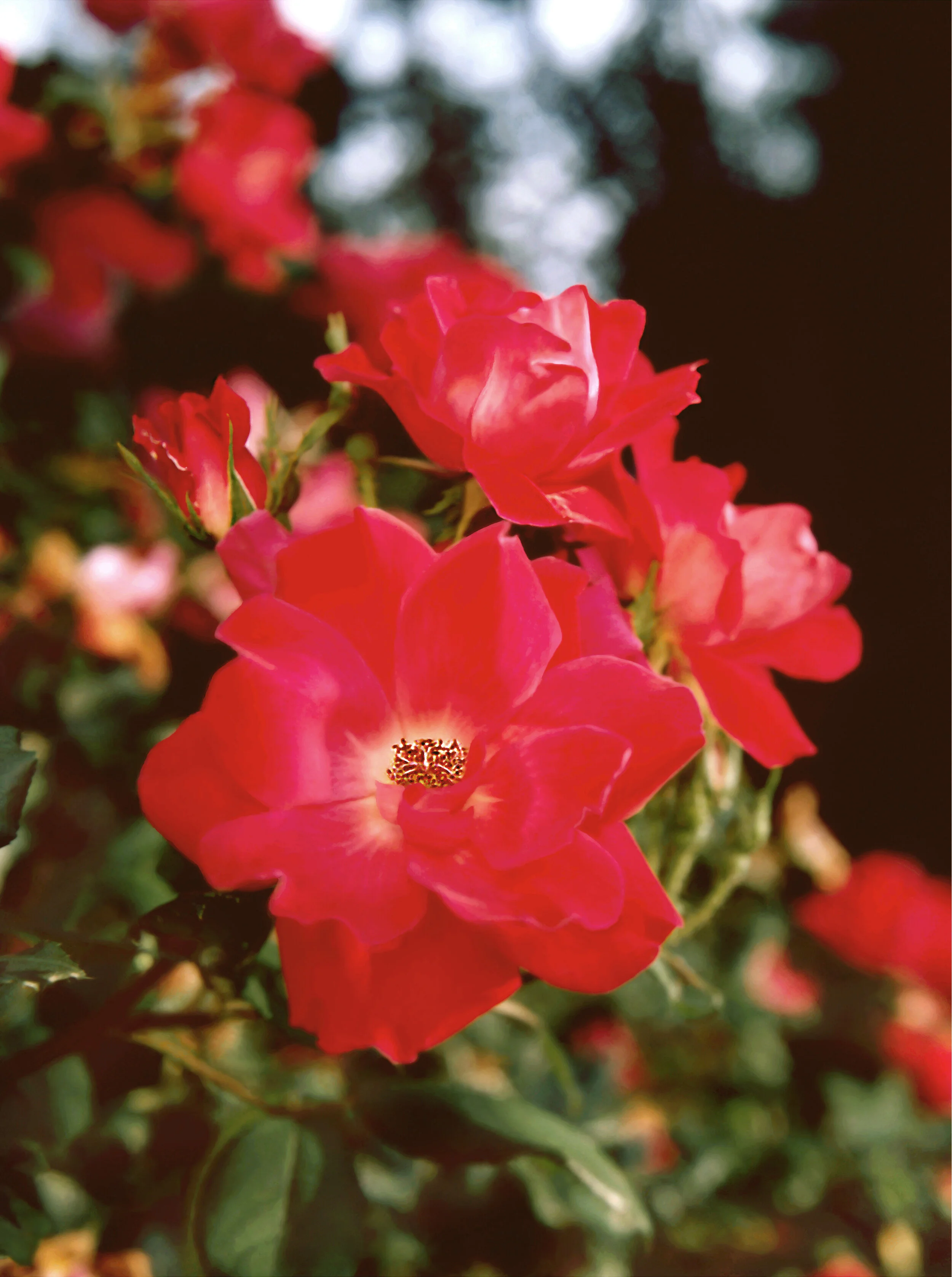 jpegROSES 13.74 x 10.25.jpeg