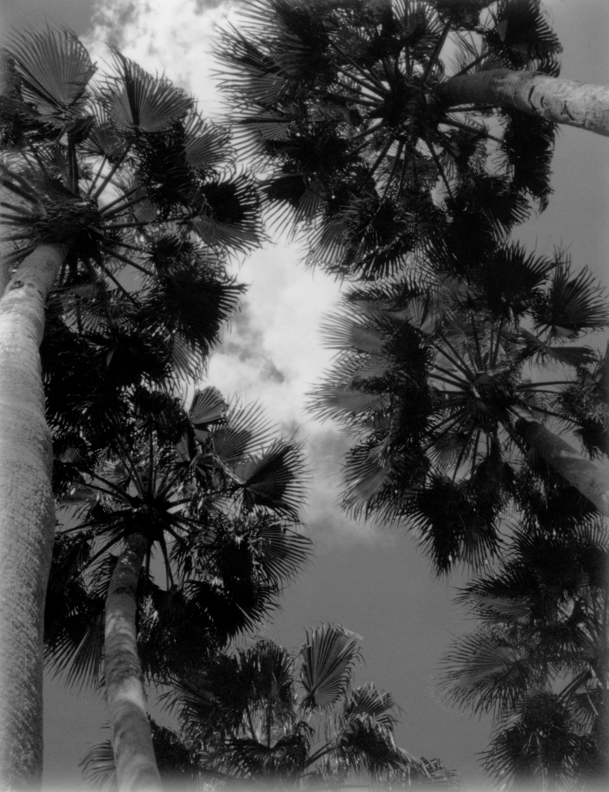 Jpeg3-1-19BWPalmtrees.jpeg